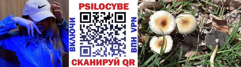 darknet Telegram Щёлково Псилоцибиновые грибы MAGIC MUSHROOMS